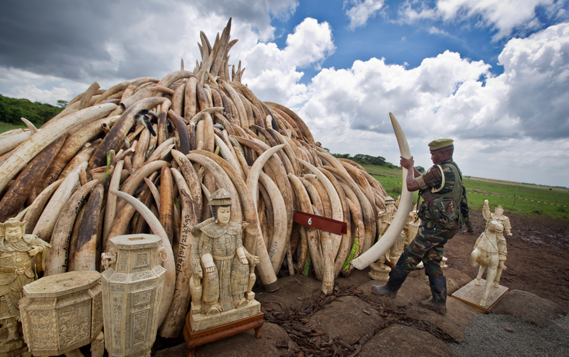 A ranger from the Kenya Wildlife Service (KWS) adjusts the positioning of tusks on one of around a dozen pyres of ivory, in Nairobi National Park, Kenya Thursday, April 28, 2016.